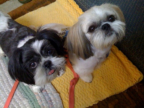 Pictures+of+shih+tzu+haircuts