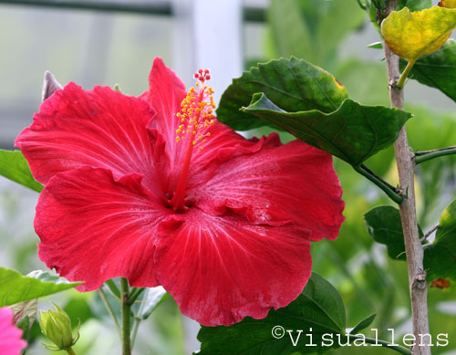 The Hibiscus flowers from Cameron Highlands Posted on January 6 